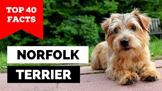 99% of Norfolk Terrier Owners Don't Know This