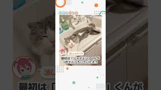 猫さんで洗面台が詰まった！カワイイけど飼い主さんはどうするの？ #shorts