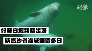 好奇白鯨頻繁出沒　斯高沙省海域逗留多日 (2018.07.10) | MING PAO CANADA | MING PAO TORONTO