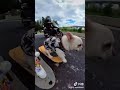 鬥牛犬白菜玩滑板 bulldog chinese cabbage skateboarding