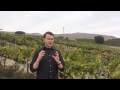 laetitia winery review and visit