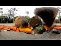 カピバラに食べられる野菜の気持ち４k vegetable eaten by capybara vr