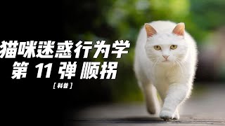 顺拐的小猫太搞笑了，猫咪十大迷惑行为第十一弹顺拐