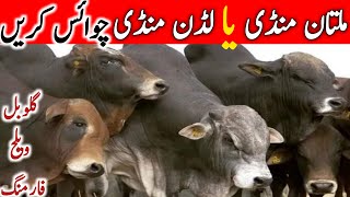 Today Multan Cow Mandi Fresh Video | Multan Mandi ki Video || Global Village Farming