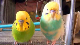 セキセイインコ　2017年3月5日　音痴な歌に唖然となるインコたち