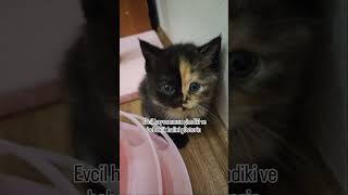 Evcil hayvanin bebeklik halleri 😻 #cat #catlovers #kedi #catlover 🎥kedibugday