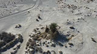 Some drone footage of the Tecopa spring