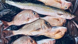 Avalon￼ beach fishing pinky snapper and whiting