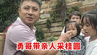 舅母子一家人来玩，勇哥带他们桂圆自由，一片欢声笑语好热闹【乡野勇哥】