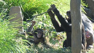 ママから少し離れるようになったコサチと立派なハルちゃん　よこはま動物園ズーラシア　チンパンジー　202412