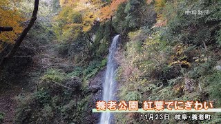 養老公園　紅葉でにぎわい