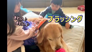 【ブラッシング】オモチャを咥えると大人しくなったゴールデンレトリバー[Brushing] A golden retriever that became quiet when holding a toy