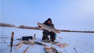 По шесть загаров за раз,очередной трофей в копилку.Рыбалка просто супер.