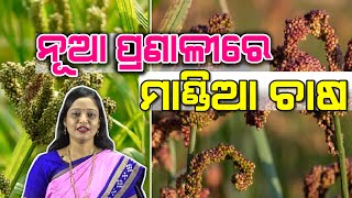 ଅଧିକ ମାଣ୍ଡିଆ ଅମଳ ପାଇଁ ନୂଆ ପଦ୍ଧତି | System of Millet Intensification (SMI) for Ragi // Farming Tips