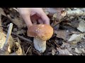 沉浸式采蘑菇 asmr pick mushrooms