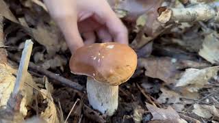 沉浸式采蘑菇 ASMR Pick mushrooms