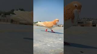 Pigeon attitude 😎 pigeon attitude video#pigeon #birds #kabootar🔥