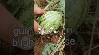 How to manage gummy stem disease in watermelon