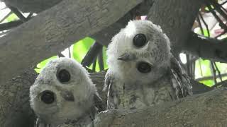 Indian Scops Owl #burung #birds #bird