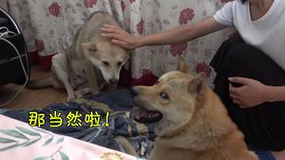 田园犬灰灰提前生产，狗爹全程陪护，看到小狗那一刻阿黄有懵