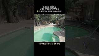 🏊프라이빗 수영장이 있는 미국집🏡 방 4개, 80평, 대지 300평의 미국집 거실과 뒷마당 수영장 #미국집 #룸투어  #랜선집들이