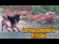 German Shepherd Attack on Desi Dogs | Dog Territory Conflict