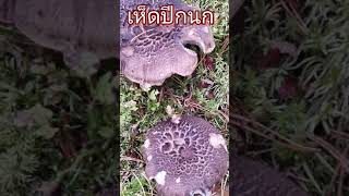 #shorts,#Mushroom#เห็ดปีกนกจากป่าฟินแลนด์🍄🇫🇮