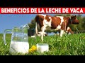 🔴 Beneficios  DE LA LECHE DE VACA Para La Salud ✅ Beber Leche