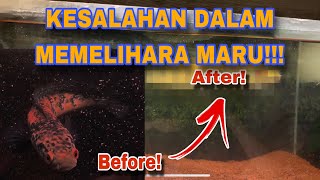 UPDATE SISA IKAN DI GALERI‼️ KESALAHAN DALAM MEMELIHARA MARU‼️