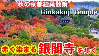 11/27(火)秋の京都紅葉散策🍁美しい庭園 見頃近づく銀閣寺を歩く【4K】Ginkakuji Temple