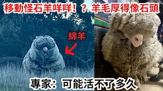 移動怪石羊咩咩！？羊毛厚得像石頭⋯ 專家：可能活不了多久