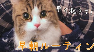 猫の早朝ルーティン！毎朝起こしに来るモフ猫に癒されます