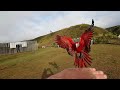 greenwing macaw free flying and breathtaking landing on owners hand.