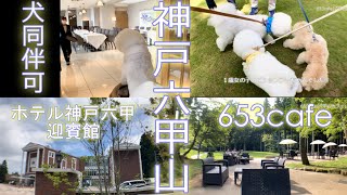 【犬同伴レストラン・カフェ】六甲山なら神戸六甲迎賓館から653カフェのコースはいかが？ #神戸六甲迎賓館 #653cafe #bichonfrise #dog #ビションフリーゼ