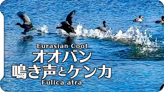 【鳥の鳴き声】オオバンの鳴き声01地鳴き4種類＋喧嘩 Eurasian Coot / Fulica atra【wild birds sounds】身近な生き物語　＠新横浜公園