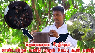 காண்டாமிருக வண்டு \u0026 சிகப்பு கூன் வண்டுகள் இடமிருந்து தென்னை மரங்களை எவ்வாறு காப்பாற்றுவது