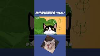 為什麼貓薄荷會HIGH？ #shorts