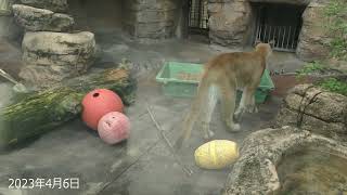 マリー様 国内最高齢・天王寺動物園のピューマ(couger) 20230403-06