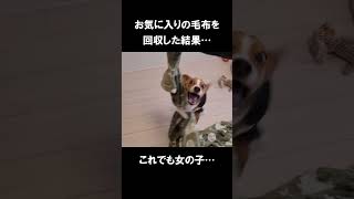 【衝撃】愛犬の毛布を洗濯しようとした結果…