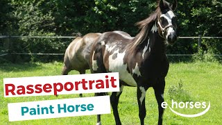 Das Paint Horse im Rasseportrait