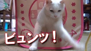 ビュンッ！と飛び出す白猫ユキ White cat Yuki jumps out.