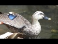 野鳥：カルガモ／ＨＴ公園の池