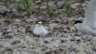 野鳥シリーズ(コアジサシの子育て)