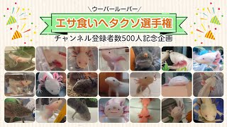 【チャンネル登録者数500人記念企画】ウーパールーパー エサ食いヘタクソ選手権！　/飼育・かわいい・おもしろ・両生類・メキシコサンショウウオ・アホロートル・メキシコサラマンダー・動物