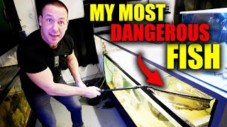 MOVING THE WORLD'S MOST DANGEROUS FISH   Electric Eel   The king of DIY
