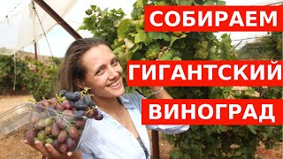 СОБИРАЕМ ГИГАНТСКИЙ СЛАДКИЙ ВИНОГРАД БЕЗ КОСТОЧЕК!