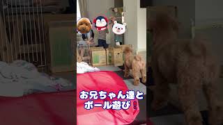 S006 お兄ちゃん達と ボール遊び！ #トイプードル  #犬  #犬のいる生活 #ペット