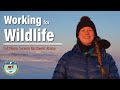 Moose Survey in Northwest Alaska, Working for Wildlife