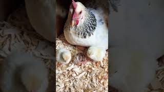 Baby Chick Hatching