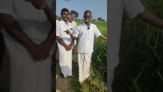 சுண்ணாம்பு மண்ணில் நெல் விவசாயம்!! #ஞானப்பிரகாசம் #agriculture #tnagriculture #tamilculture #farming